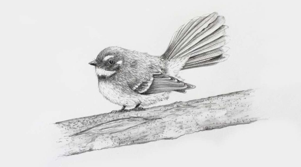 free-udemy-course-on-draw-a-realistic-fantail-using-pencil