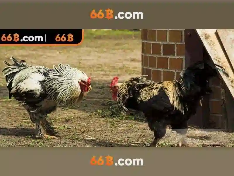  nhà cái - 66B