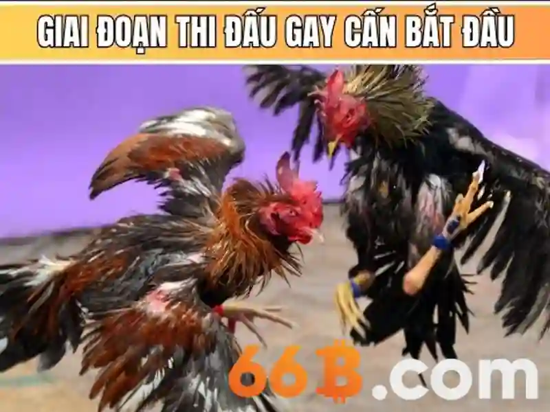 66B – Trang Chủ 66B – Cờ Caro 66B, Slot, Baccarat, Poker, Sòng Bài Trực Tuyến 2026 - 66B